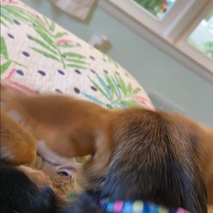 Meet your Posher, Lucy